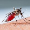 La malaria o paludismo se transmite entre los seres humanos a través de mosquitos hembras del género Anopheles, cuyas 465 especies formalmente reconocidas habitan prácticamente en todo el mundo. Foto: Getty Images