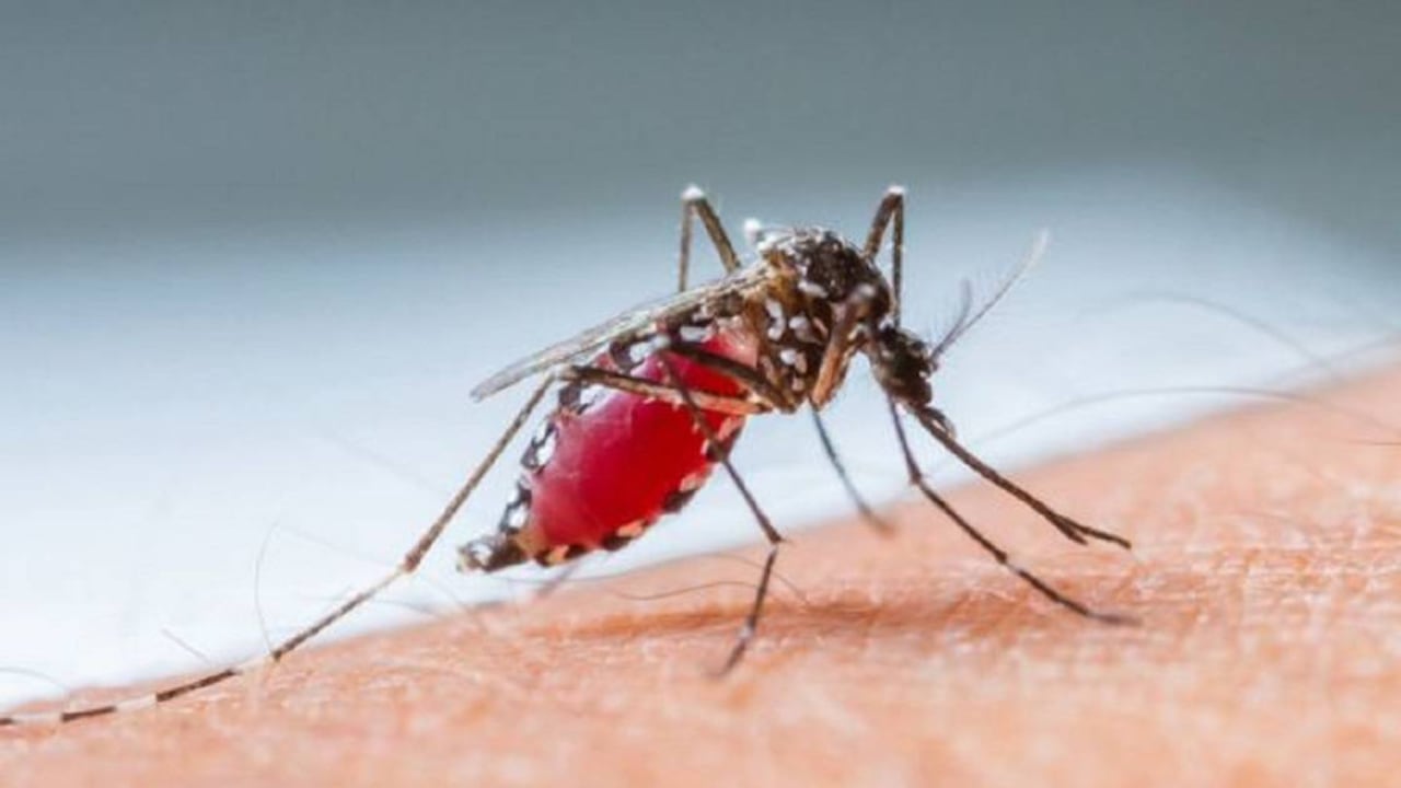 La malaria o paludismo se transmite entre los seres humanos a través de mosquitos hembras del género Anopheles, cuyas 465 especies formalmente reconocidas habitan prácticamente en todo el mundo. Foto: Getty Images