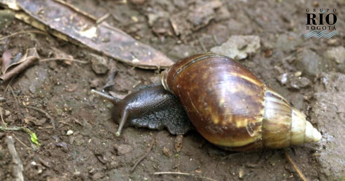Parte de la preocupación tiene que ver con que estos animales, con una concha que puede llegar a medir 12 centímetros de largo y 6 de diámetro, acaban con cultivos completos y desplazan especies nativas.