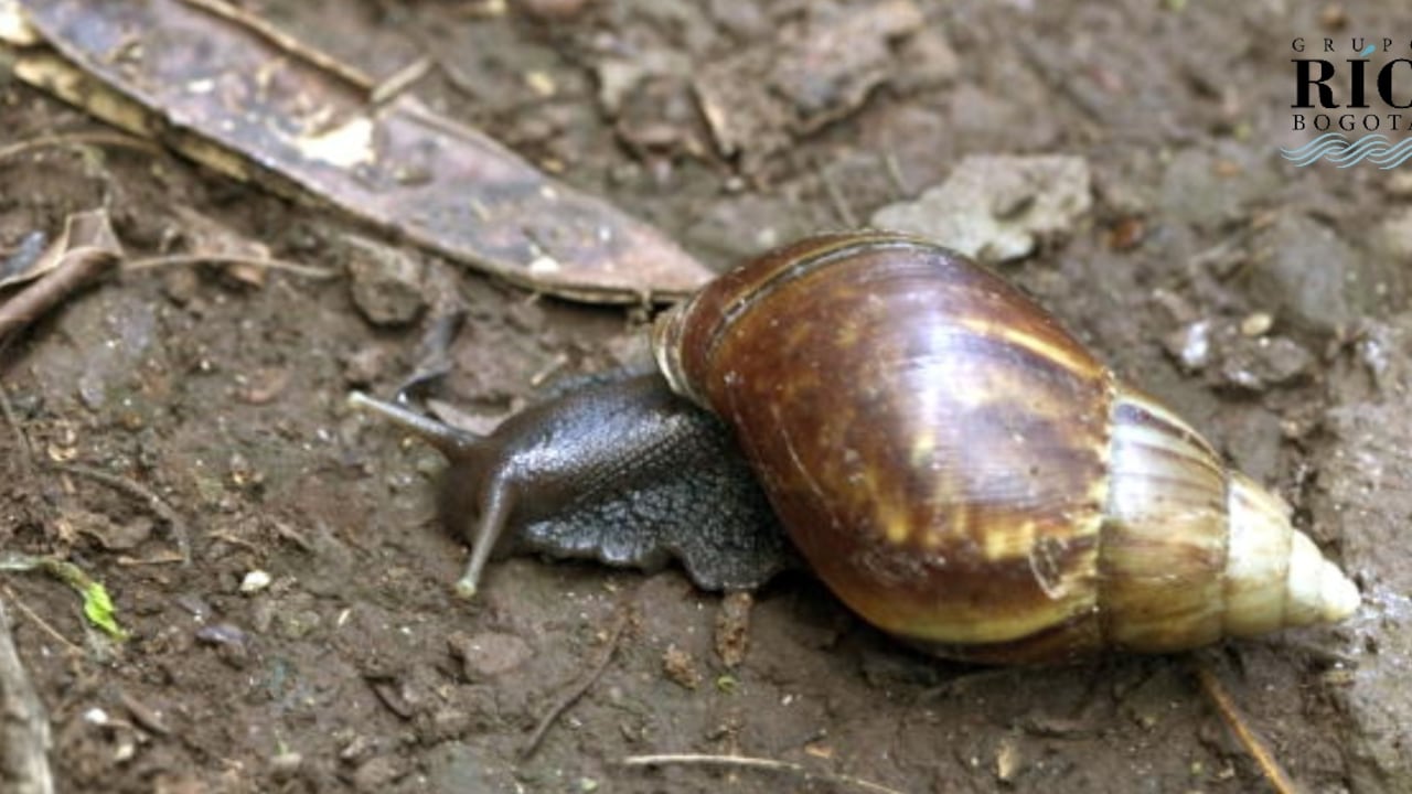 Parte de la preocupación tiene que ver con que estos animales, con una concha que puede llegar a medir 12 centímetros de largo y 6 de diámetro, acaban con cultivos completos y desplazan especies nativas.