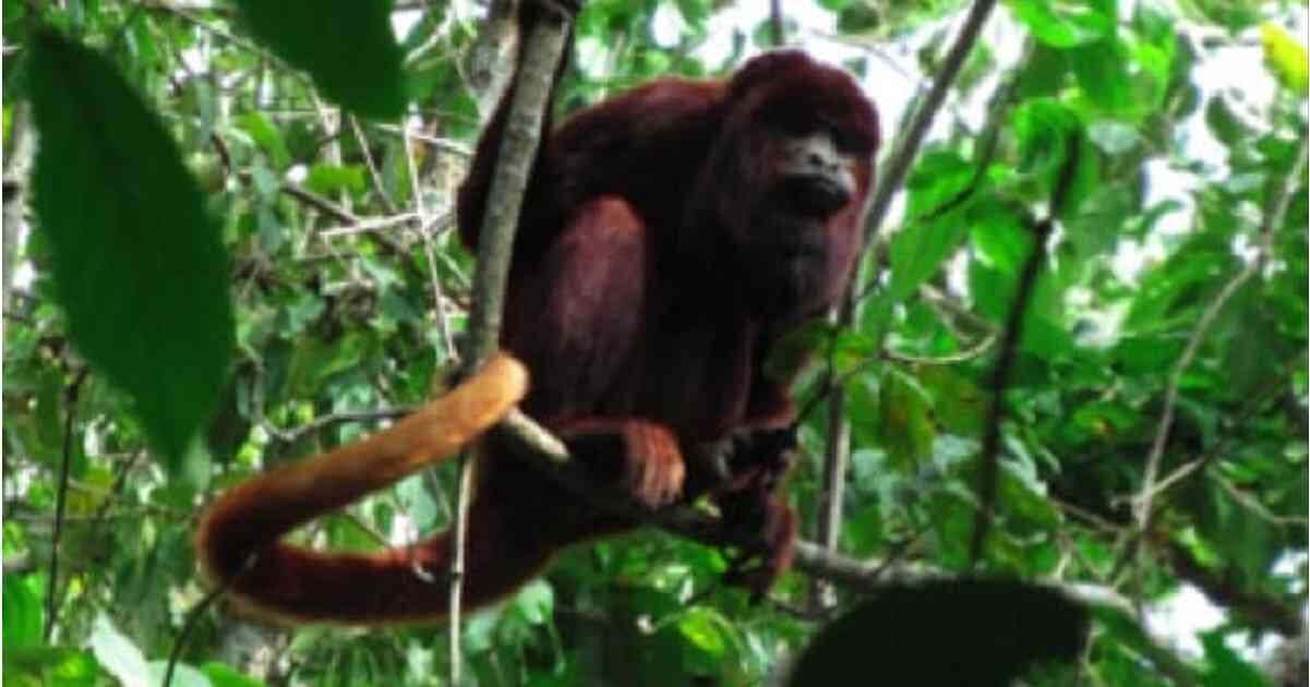 Todas las especies de animales son clave en la preservación de los ecosistemas. Foto: PNN