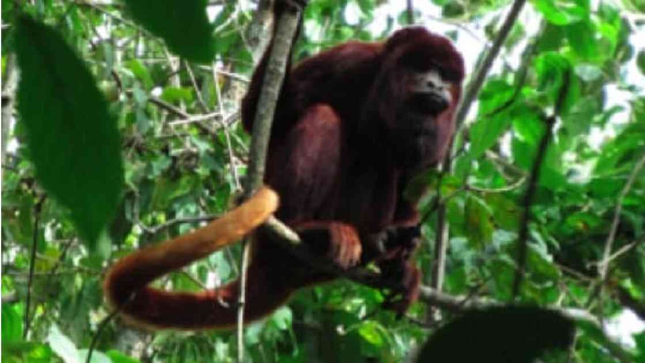 Este mono aullador hace parte de la diversidad del Santuario de Flora y Fauna Los Colorados. Foto: PNN