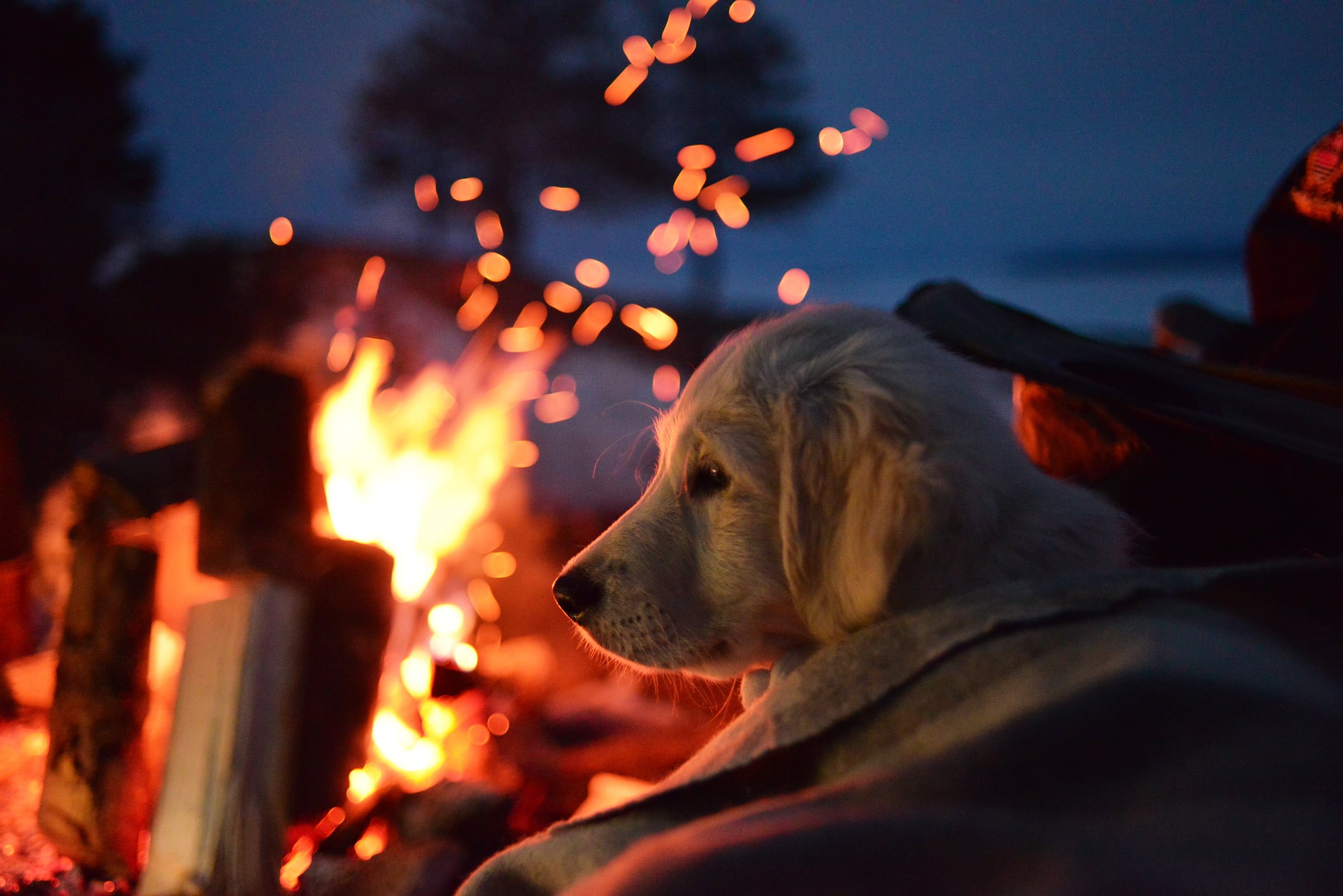 Así se debe actuar durante un incendio con las mascotas.