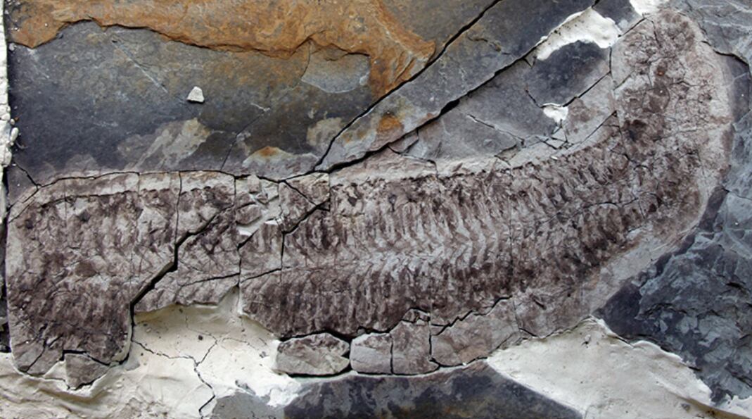 Descubren en Sudáfrica un fósil con órganos internos preservados tras más de 440 millones de años.