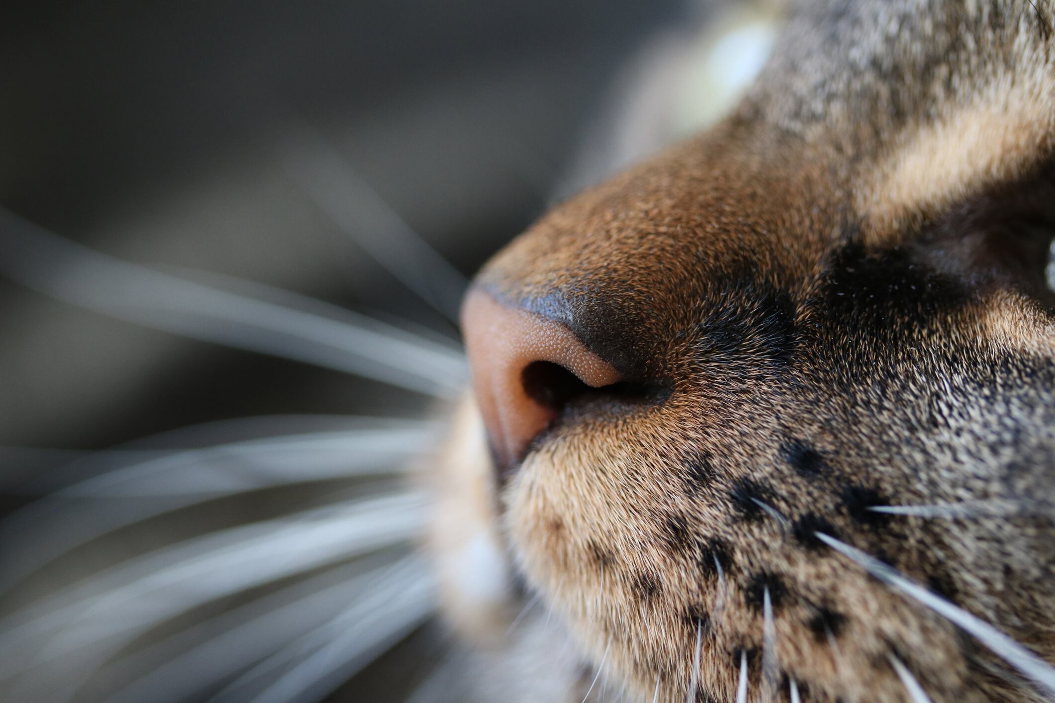 Gatos