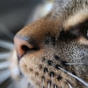 Gatos