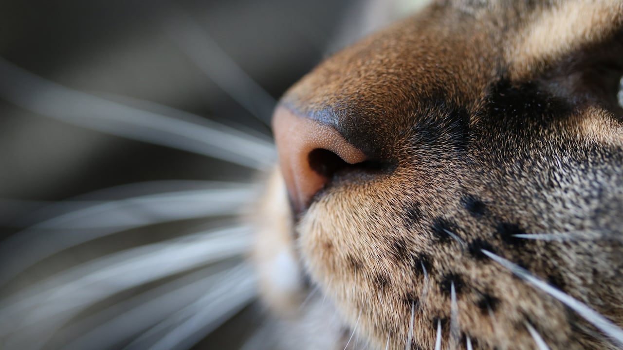 Los gatos odian algunos olores que normalmente se tienen en casa.