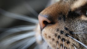 Gatos
