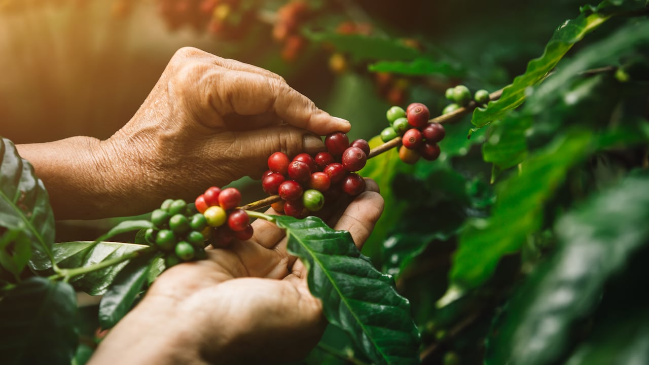 Durante el primer semestre de 2026, Colombia produjo 5,57 millones de sacos.