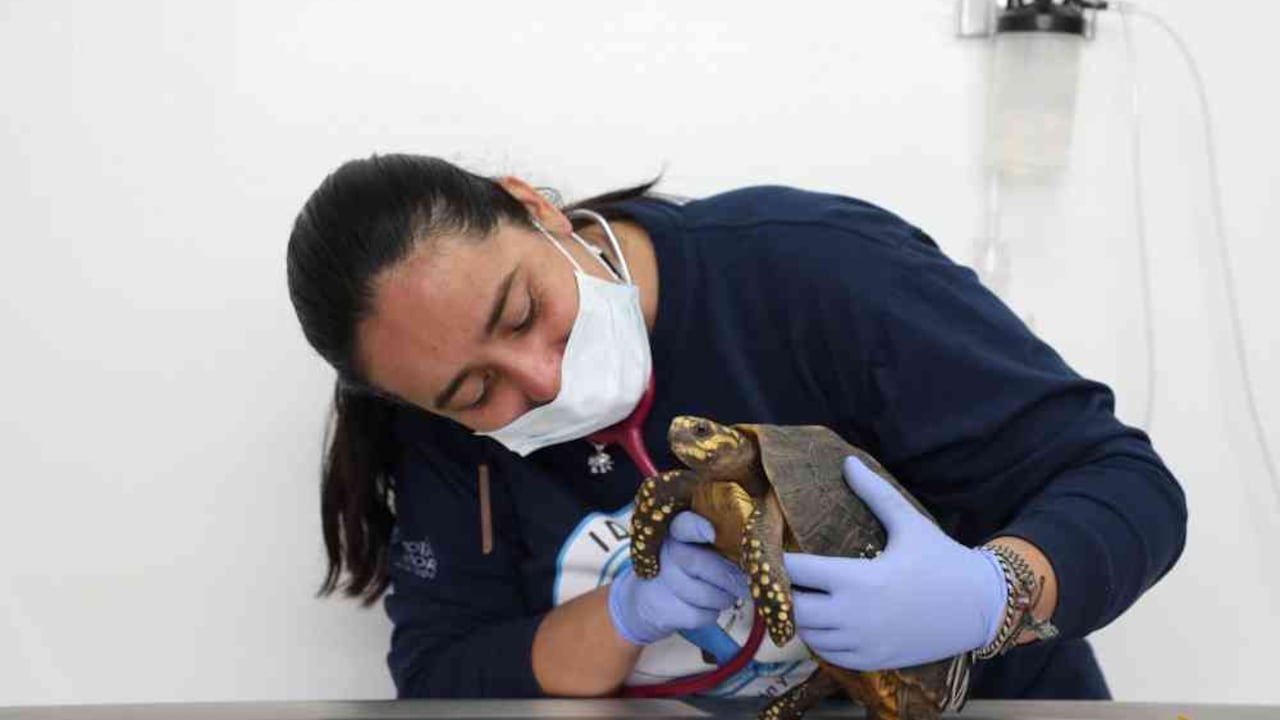 En su primer año el Instituto de Protección y Bienestar Animal de Bogotá ha beneficiado a más de 150.000 animales. Foto: Instituto de Protección y Bienestar Animal.