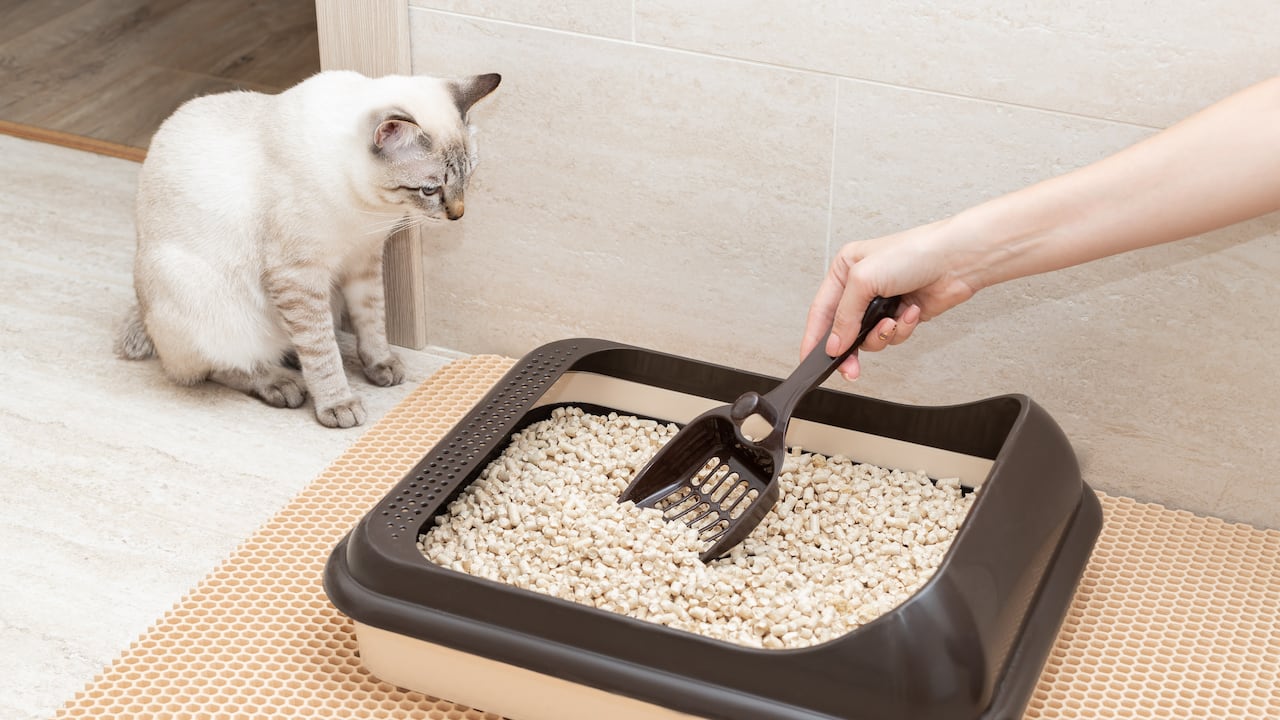 Los gatos son animales muy limpios y pueden evitar el arenero si no se mantiene en condiciones óptimas de higiene.