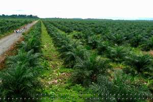 Colombia exportó 638 mil toneladas de aceite de palma de aceite en 2017.