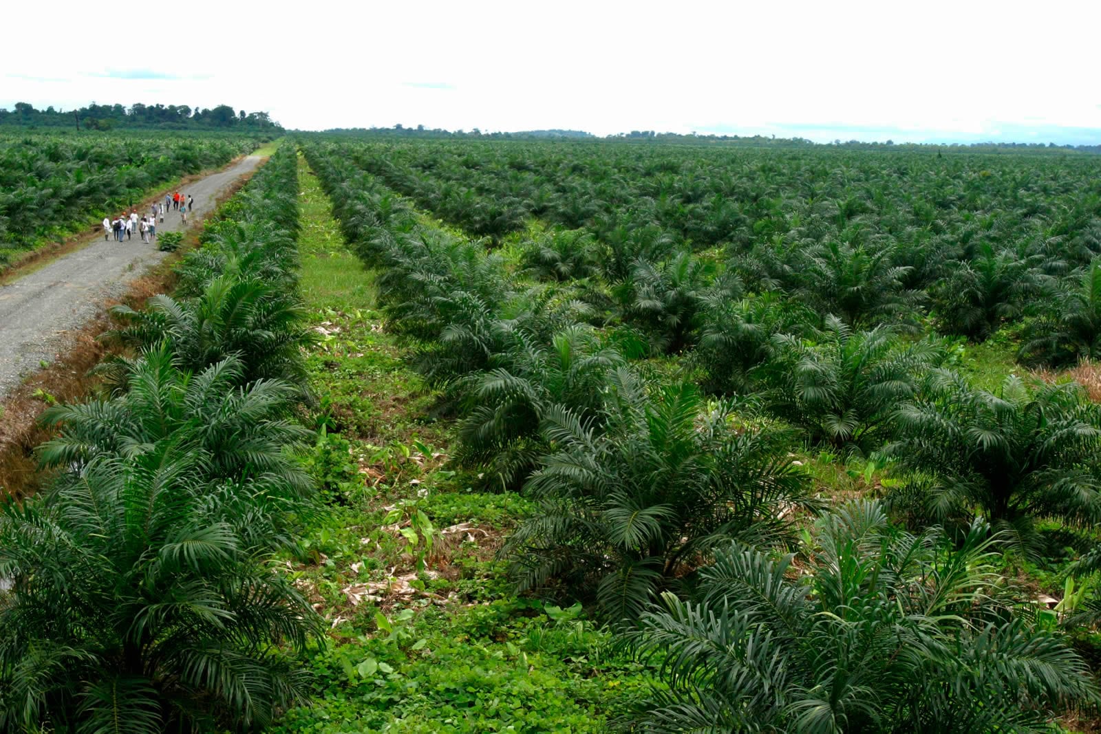 Cultivos de palma de aceite