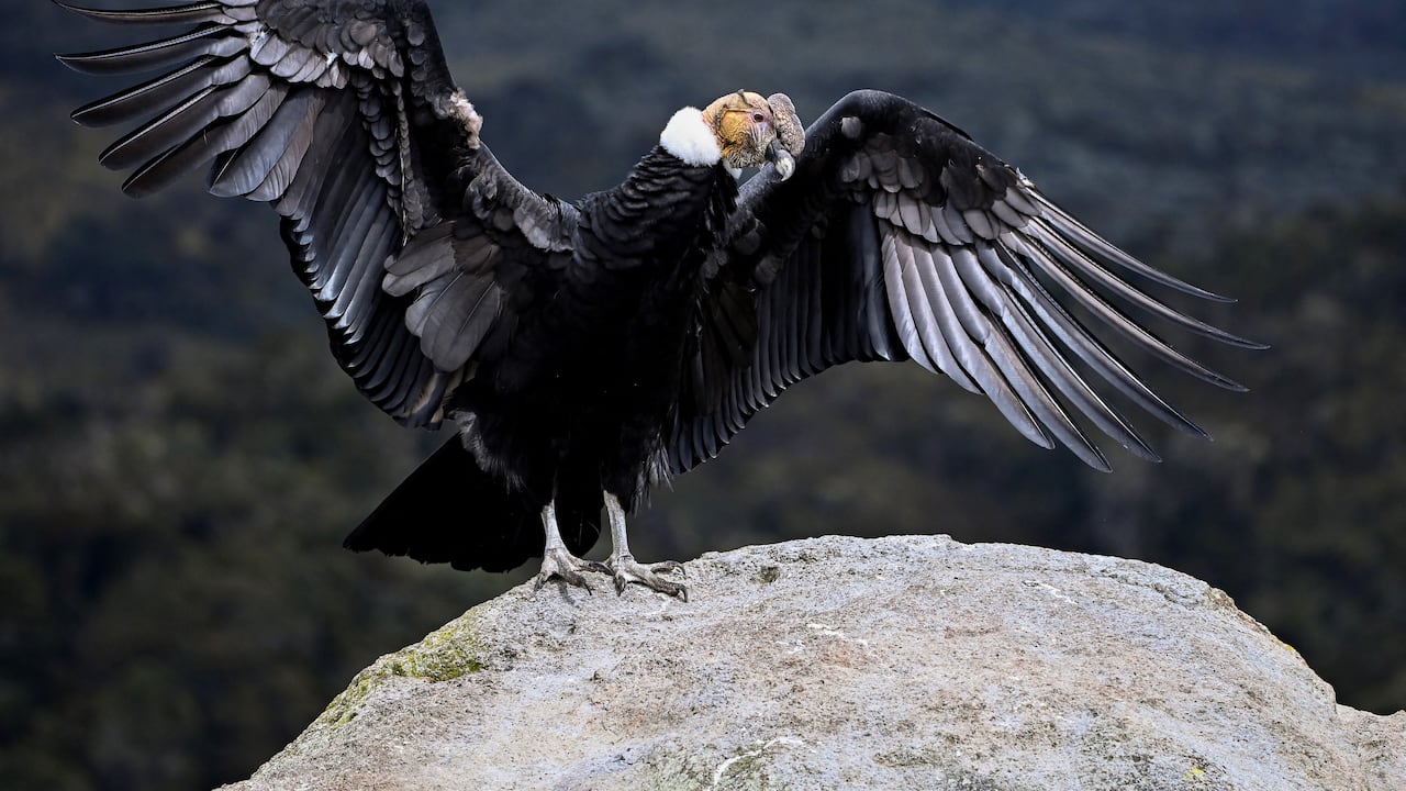 Un cóndor andino (Vultur gryphus) es visto en el Parque Nacional Natural Puracé en Puracé, Colombia, el 13 de febrero de 2021. El cóndor es un ave sagrada para las comunidades indígenas de Colombia. Ancestralmente, es considerado el "Mensajero del sol" y los sabios indígenas aseguran que el cóndor les envía mensajes sobre diferentes eventos de las comunidades indígenas. El cóndor andino es una de las aves más grandes del mundo y está en peligro de extinción. Parques Nacionales Naturales de Colombia, junto con varias ONG, realizó un censo nacional de cóndores con la ayuda de decenas de observadores distribuidos por todo el país para determinar cuántas aves hay y tomar datos sobre sus condiciones.