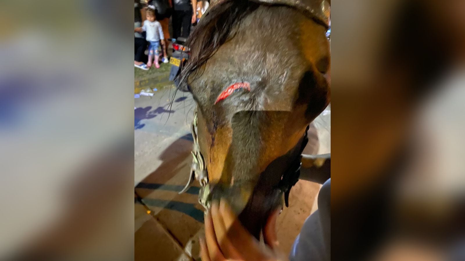 Caballo herido en la cabalgata de Tuluá.