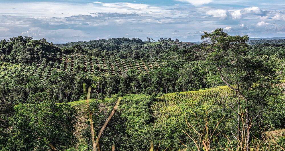 Pese a su importancia para seguridad alimentaria del país, el campo es uno de los sectores económicos que menos crece.
