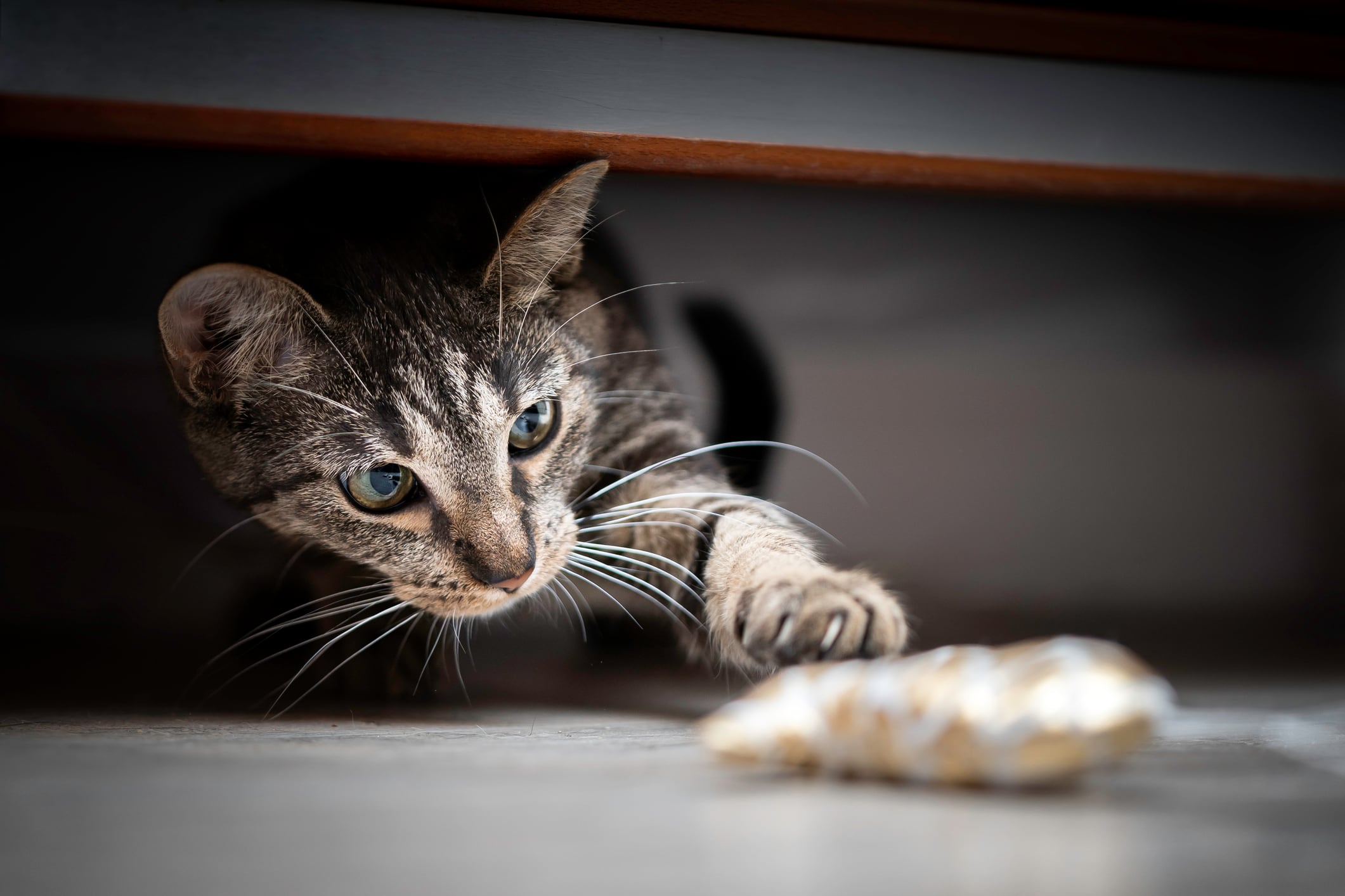 Gato