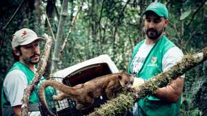 La tenencia de fauna silvestre puede ser denunciada a través del WhatsApp: 350 583 46 49.