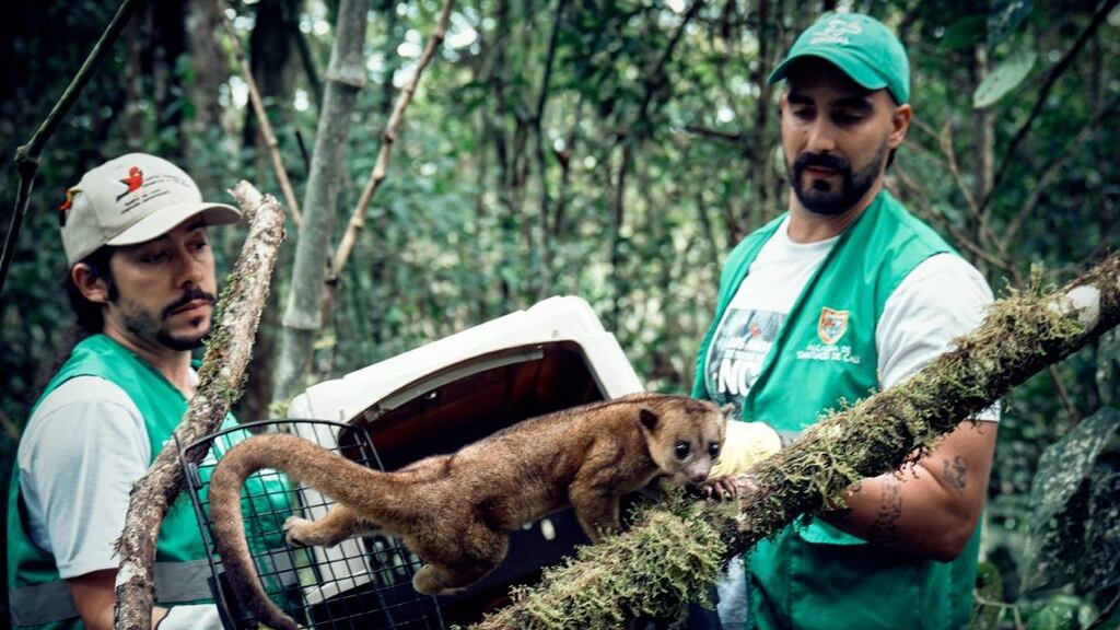 Intensifican operativos contra la tenencia de fauna silvestre en Cali.