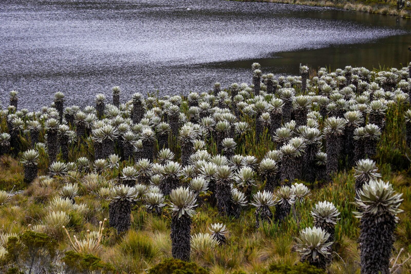 Protección de páramos en Bogotá y la región