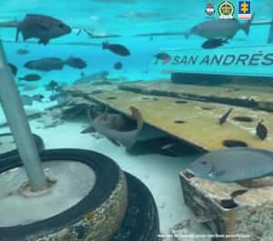 En las imágenes se evidencian detalles de cómo se estaría practicando la actividad ilícita en una zona protegida de la isla.