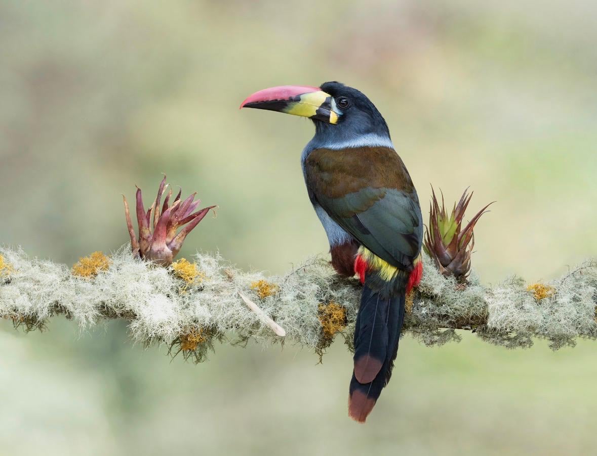 Manizales recupera el pulso del turismo con naturaleza, café y cultura tras la emergencia.
