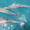 Avistamiento de delfines en Santa Marta. Foto: Acuario Rodadero.
