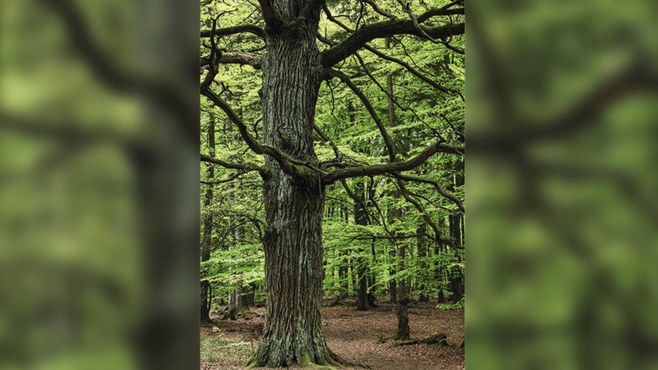 El bosque de Reinhardswald es la locación en la que aún parecen vivir los personajes recopilados por los hermanos Grimm.