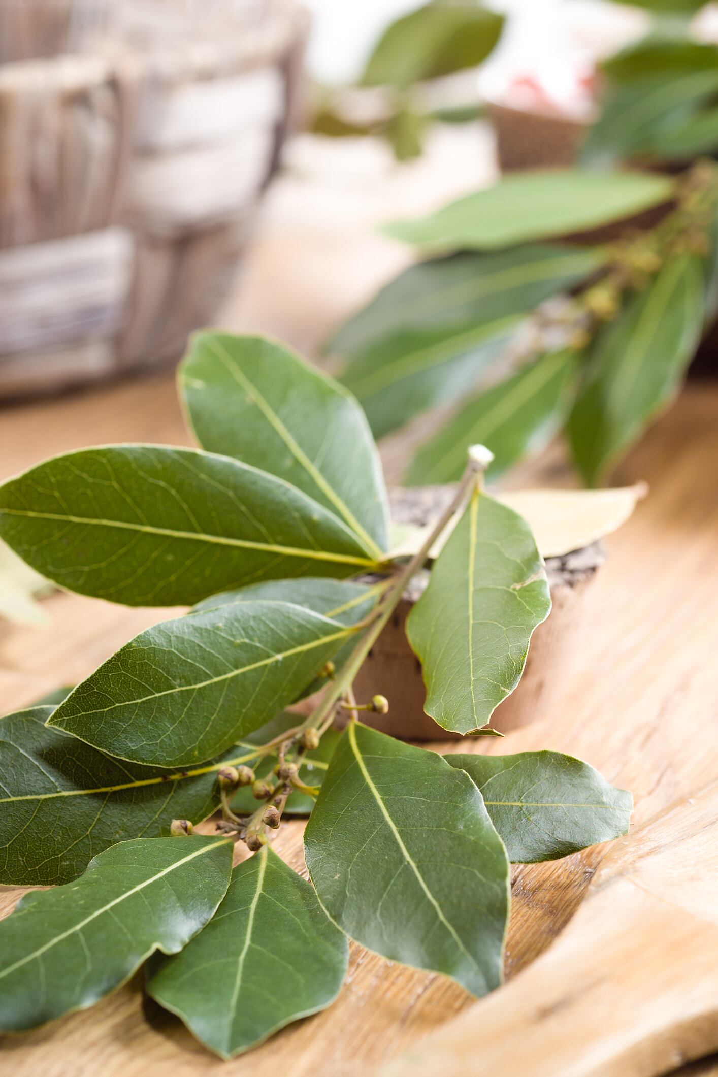 branch of laurel bay leaves on a wooden board