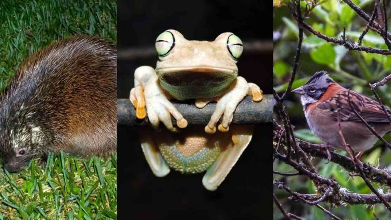 Las intervenciones humanas en la naturaleza han afectado a miles de especies pues reducen su hábitat, rompen las conexiones entre territorios que son indispensables para sobrevivir, o hasta mezclan especies que normalmente no están juntas por naturaleza. Foto:Alejandro Mora, Peter Hoell y Samadhy del Mar (Naturalista).