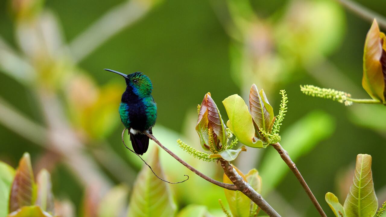 "Cali es Cali, lo demás es… ¡Valle!
"