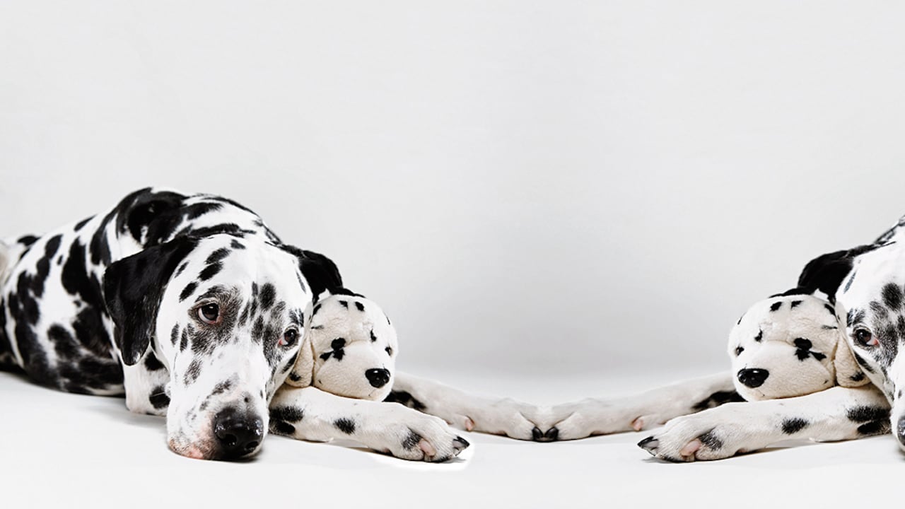 El embarazo psicológico, o pseudociesis, es un cuadro clínico que requiere de mucha comprensión y conocimiento.