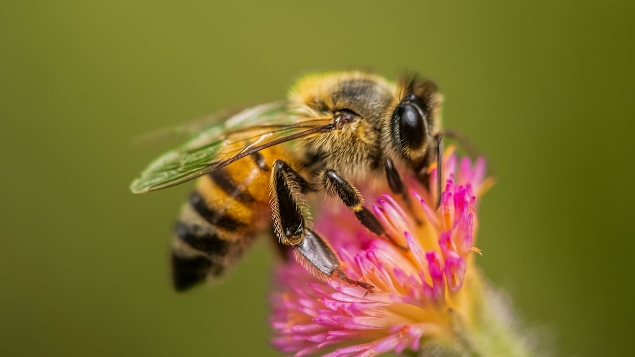 Casi todos los sectores productivos dependen de servicios ecosistémicos como la polinización de las abejas u otros más.