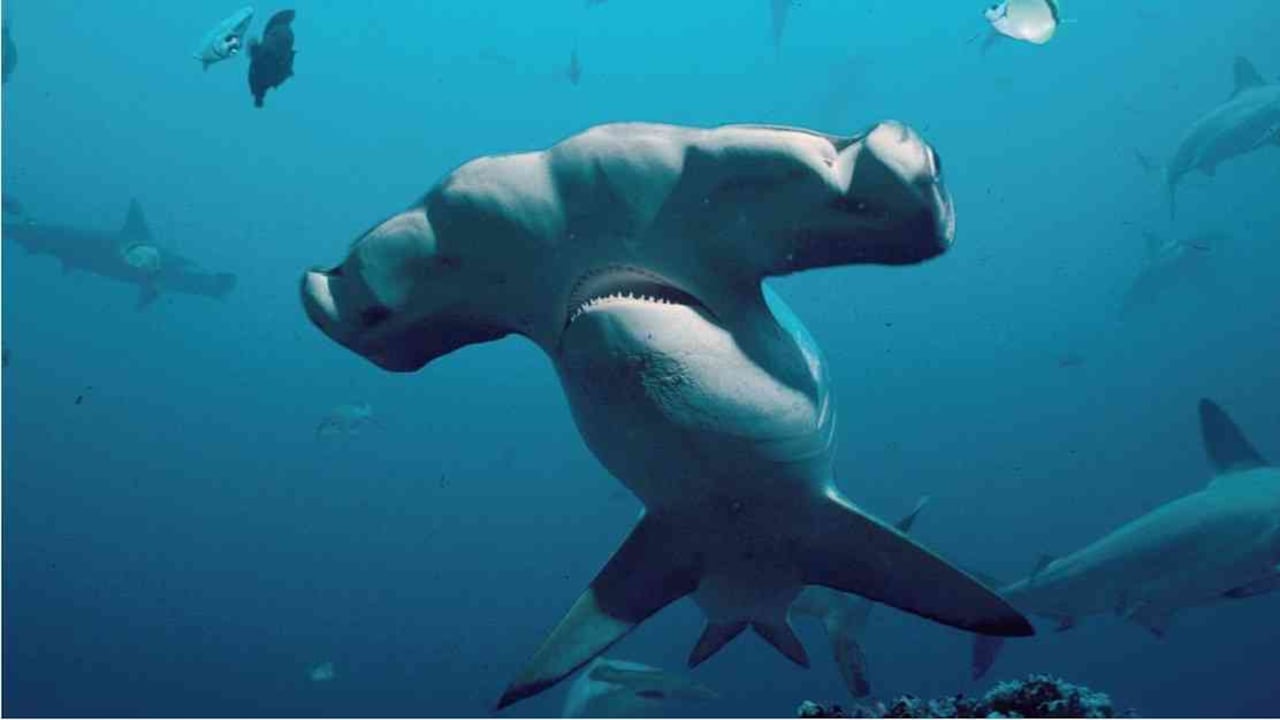 Los tiburones cumplen un papel primordial en los ecosistemas como controladores de plagas. Foto: Fundación MarViva - Colombia hoy