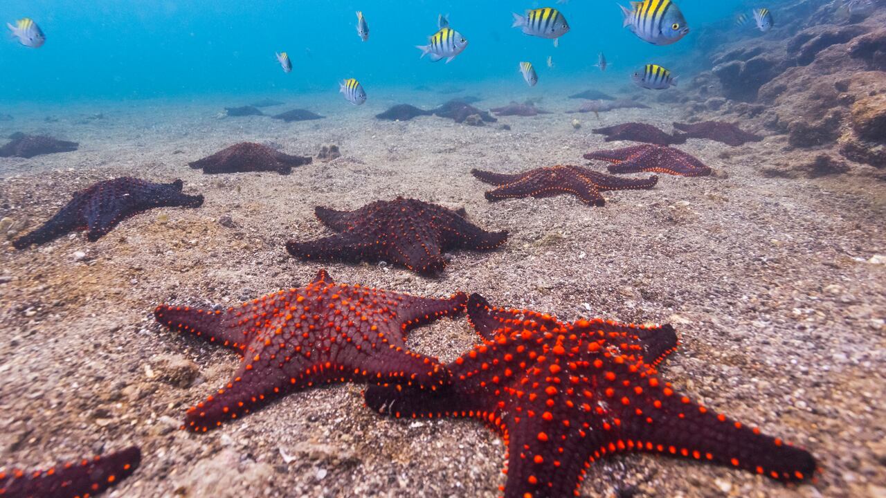 Es una animal que se ha venido adaptando a los cambios de temperatura de los océanos desde hace más de 490 millones de años.