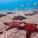 Esta nueva pluma de mar es pariente de las estrellas de mar.