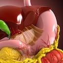 Vista de cerca del sistema digestivo humano. Hígado, estómago y páncreas. Ilustración 3d