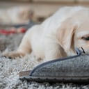 Además de llevarle cosas con el objetivo de jugar, expertos revelan más razones por las que su mascota hace esto.