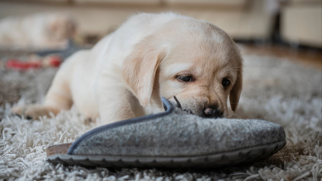 Además de llevarle cosas con el objetivo de jugar, expertos revelan más razones por las que su mascota hace esto.