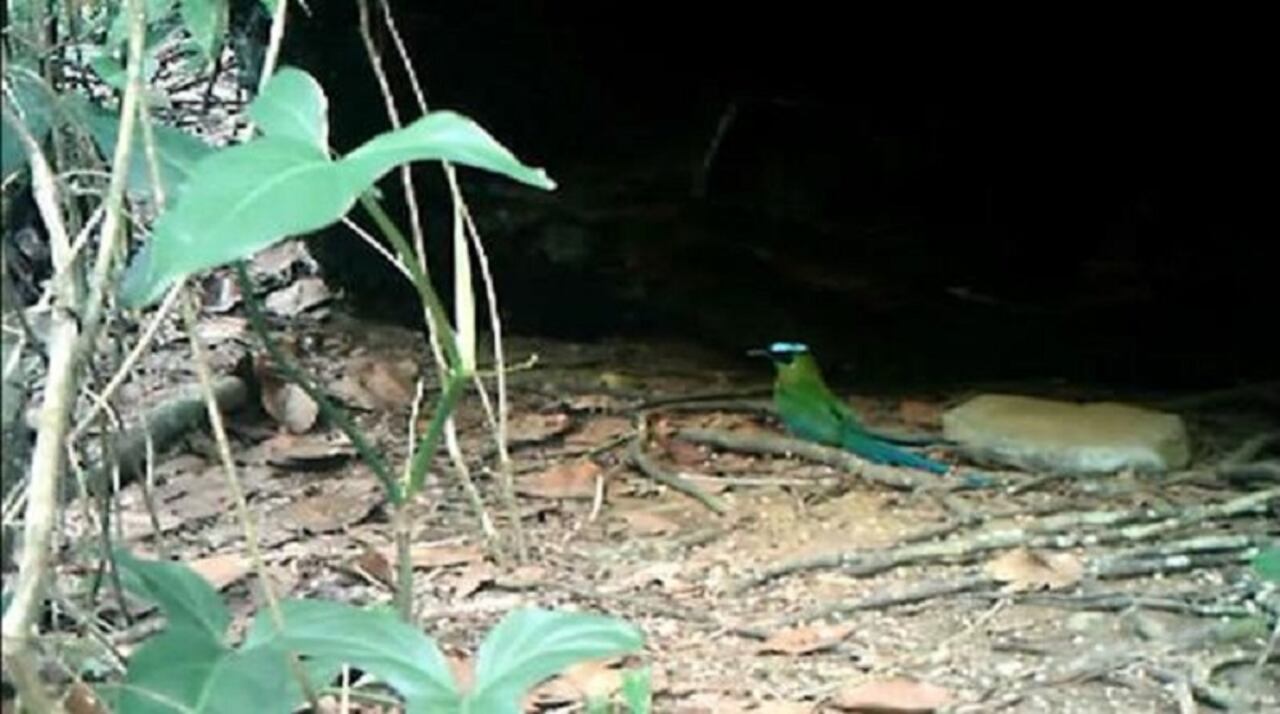 Avistamiento de especies en Pance, Valle