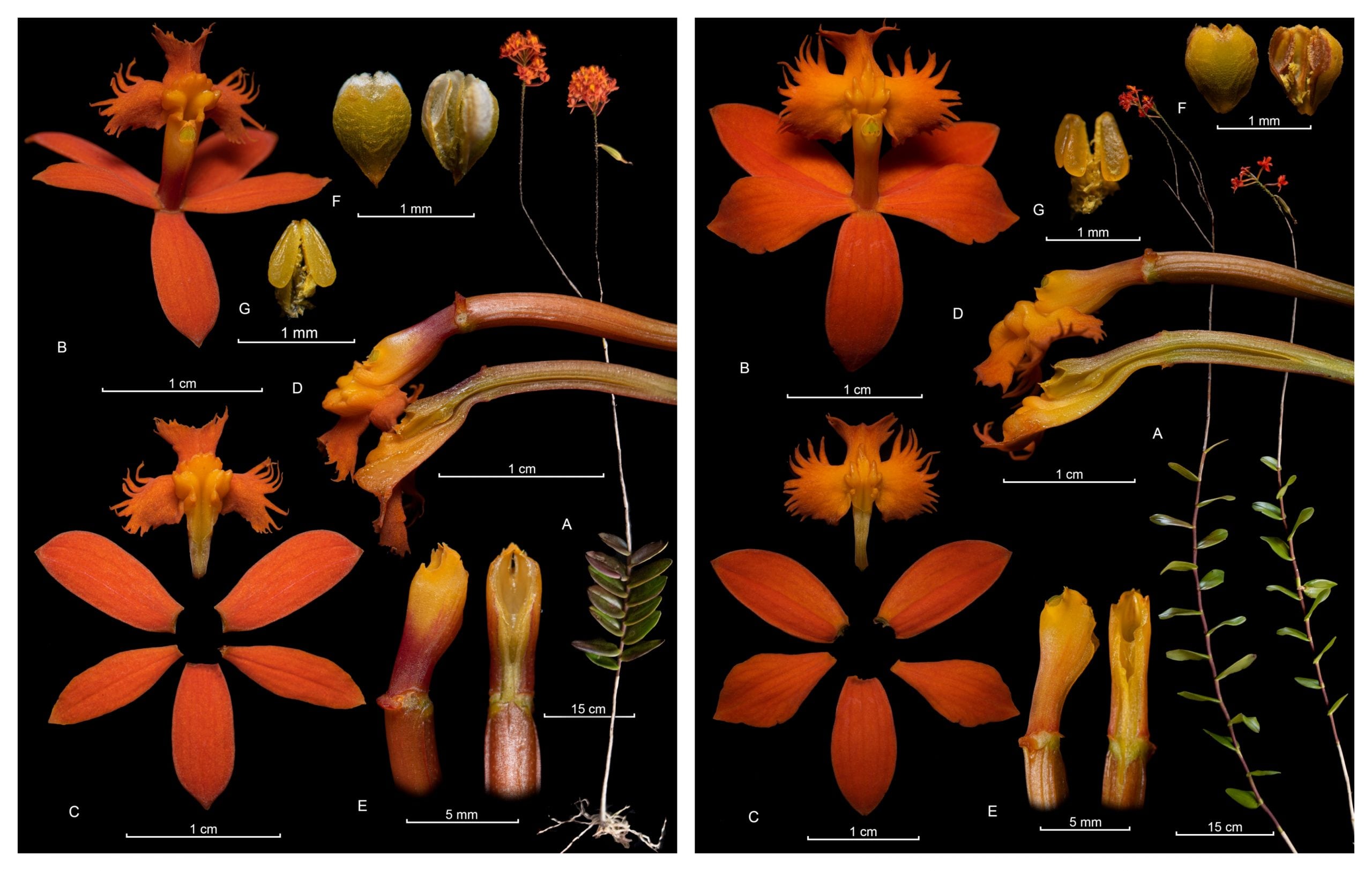 De izquierda a derecha, la Epidendrum calimaense y la Epidendrum celsiae
