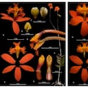De izquierda a derecha, la Epidendrum calimaense y la Epidendrum celsiae.