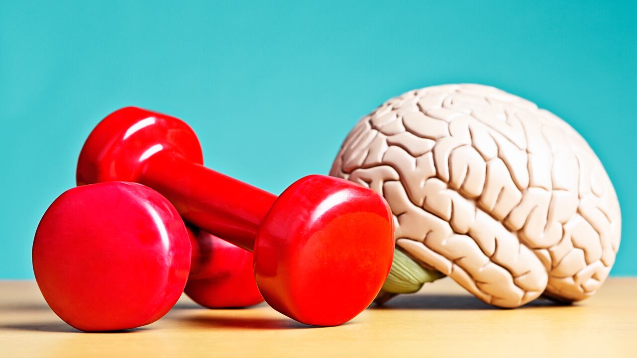 A model brain sits next to exercise weights. Metaphor for heavyweight intellects, or a reminder that exercise helps your circulation, so as well as keeping your body fit, it also keeps you mentally active. Double bonus!