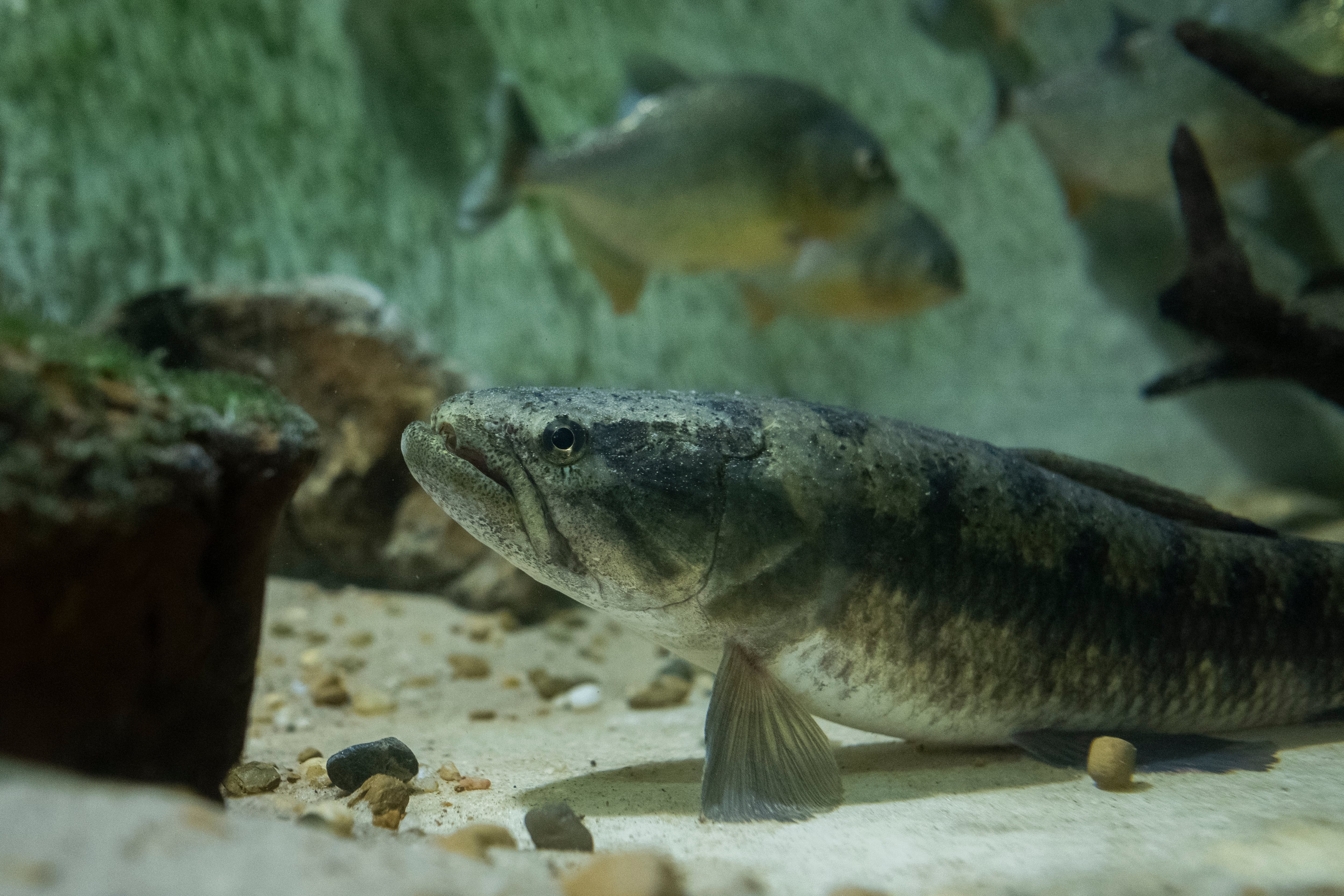 Colombia se destaca por sus grandes niveles de endemismo, es decir, especies que solo se encuentran en el país.
