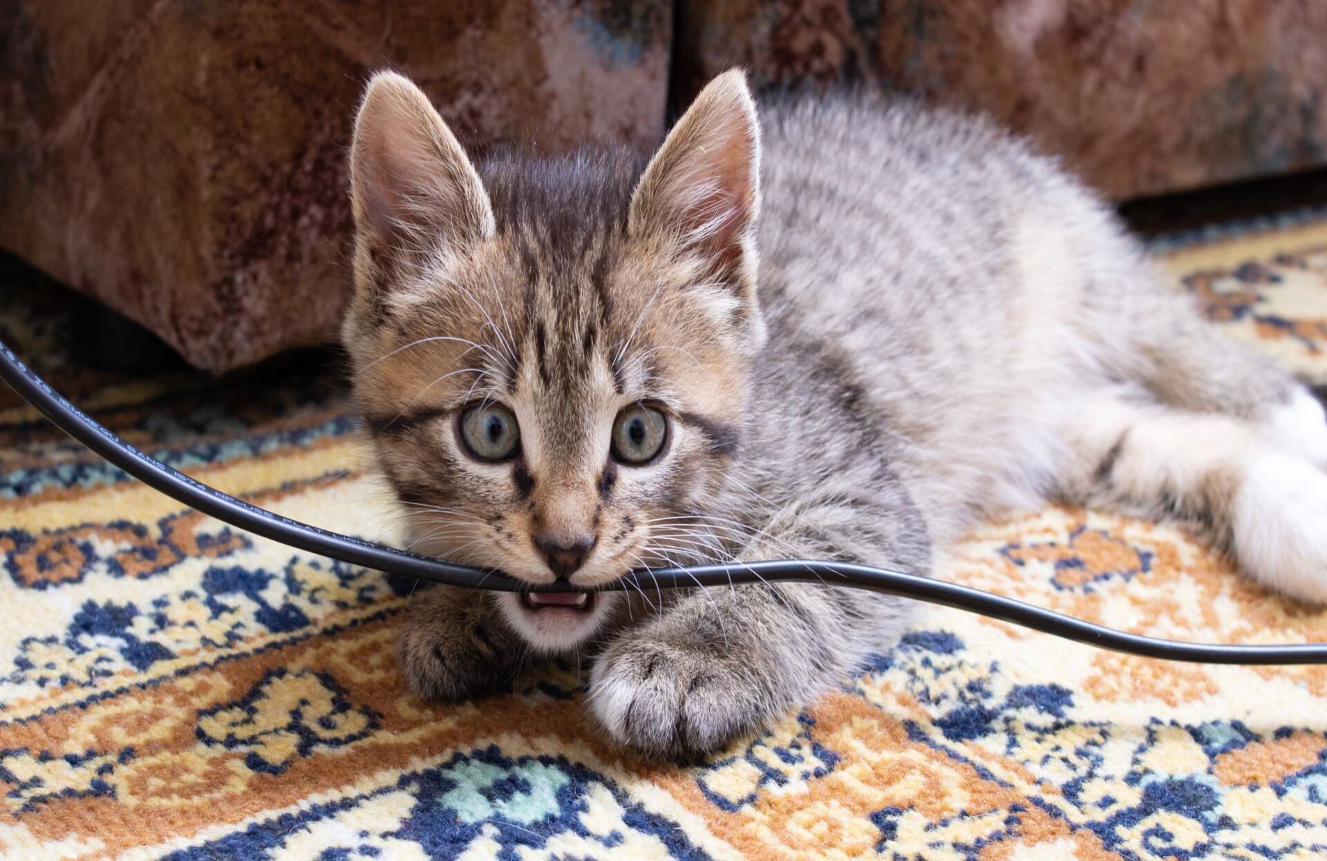 Además del peligro físico, un cable dañado compromete el rendimiento del electrodoméstico.