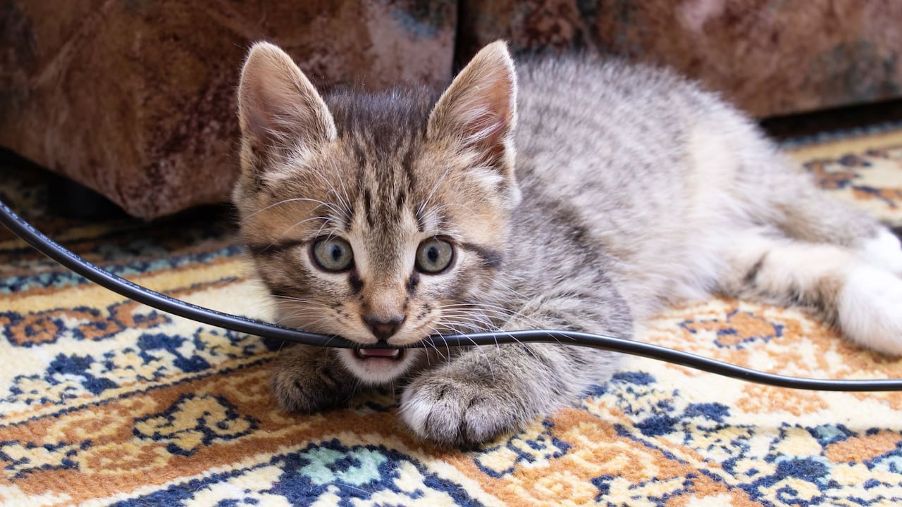 Además del peligro físico, un cable dañado compromete el rendimiento del electrodoméstico.