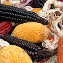 El maíz posee gran cantidad de antioxidantes que ayudan a mantener el cuerpo alejado de afecciones.