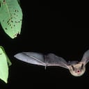 Encuentran murciélagos en Tailandia con un nuevo tipo de coronavirus