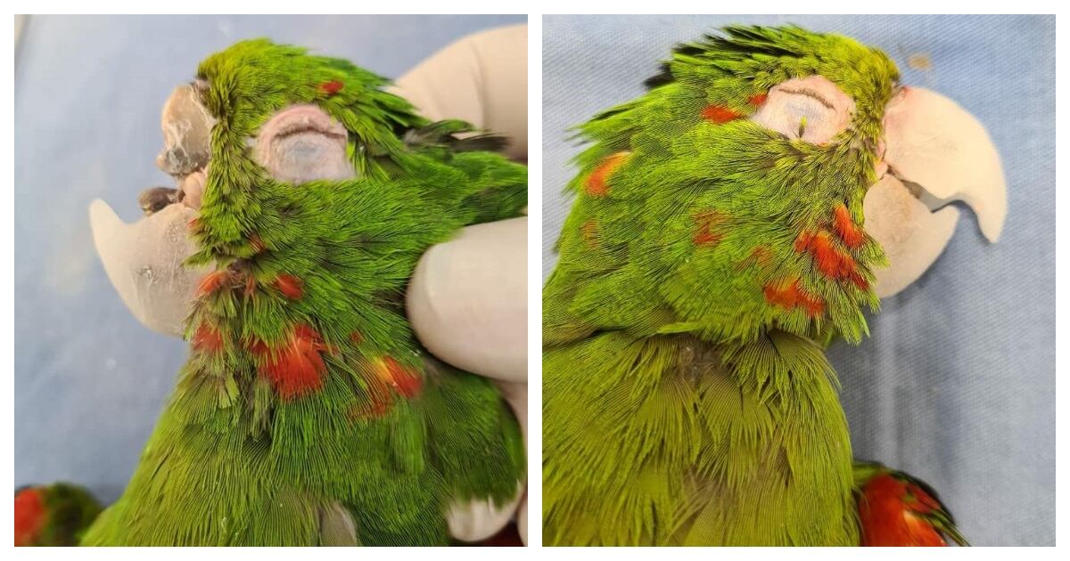 Loro al que le reconstruyeron su pico en Brasil
