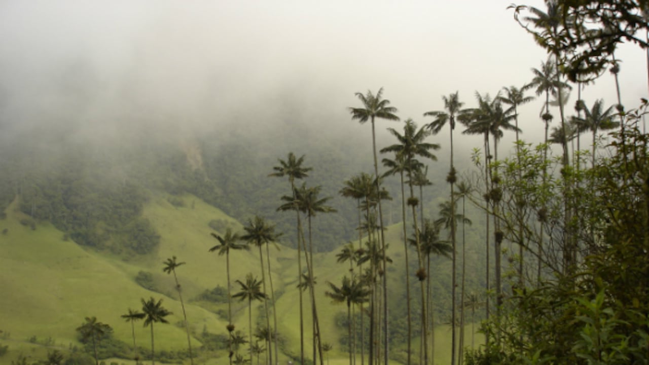 Palma de cera colombiana.
